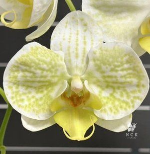 Орхідея Phal. NCK Lemon (НСК Лемон) &mdash; підліток 2,5", квіти 8 см ВЕРЕСЕНЬ 75129 фото