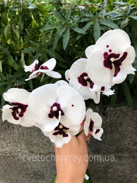 Орхідея Phal. Charming Panda '1224' (Чармінг Панда 1224) &mdash; підліток 2,5", квіти 9,5 см ЧЕРВЕНЬ В30 фото