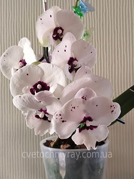 Орхідея Phal. Charming Panda '1224' (Чармінг Панда 1224) &mdash; підліток 2,5", квіти 9,5 см ЧЕРВЕНЬ В30 фото