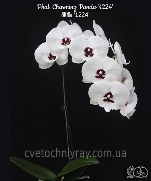 Орхідея Phal. Charming Panda '1224' (Чармінг Панда 1224) &mdash; підліток 2,5", квіти 9,5 см ЧЕРВЕНЬ В30 фото