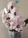 Орхідея Phal. Charming Panda '1224' (Чармінг Панда 1224) &mdash; підліток 2,5", квіти 9,5 см ЧЕРВЕНЬ В30 фото 5