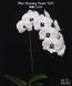 Орхідея Phal. Charming Panda '1224' (Чармінг Панда 1224) &mdash; підліток 2,5", квіти 9,5 см ЧЕРВЕНЬ В30 фото 2