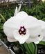 Орхідея Phal. Charming Panda '1224' (Чармінг Панда 1224) &mdash; підліток 2,5", квіти 9,5 см ЧЕРВЕНЬ В30 фото 1