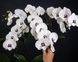 Орхідея Phal. Charming Panda '1224' (Чармінг Панда 1224) &mdash; підліток 2,5", квіти 9,5 см ЧЕРВЕНЬ В30 фото 4