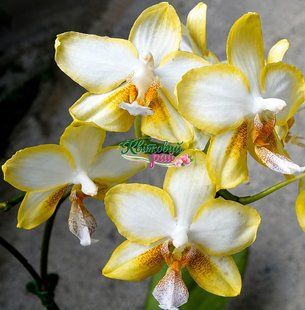 Орхідея Phal. NCK Fairyland Legend (НСК Фейріленд Легенд) &mdash; підліток 2,5", ароматна, квіти 6 см ВЕРЕСЕНЬ 75157 фото