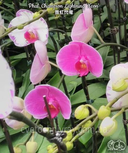 Орхідея Phal. Champion Lightning 'Neon' (Чемпіон Лайтнінг Неон) &mdash; підліток 2,5", квіти 10 см ЧЕРВЕНЬ В28 фото