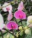 Орхідея Phal. Champion Lightning 'Neon' (Чемпіон Лайтнінг Неон) &mdash; підліток 2,5", квіти 10 см ЧЕРВЕНЬ В28 фото 4