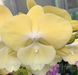 Орхідея Phal. Big Lip Smile Moon (Біг Ліп Смайл Мун) &mdash; підліток 1,7", квітка 9 см КВІТЕНЬ 2699 фото 1