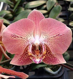 Орхідея Phal. Leco Fantastic (Леко Фантастік) &mdash; підліток 1,7", квіти 8 см ВЕРЕСЕНЬ 75184 фото