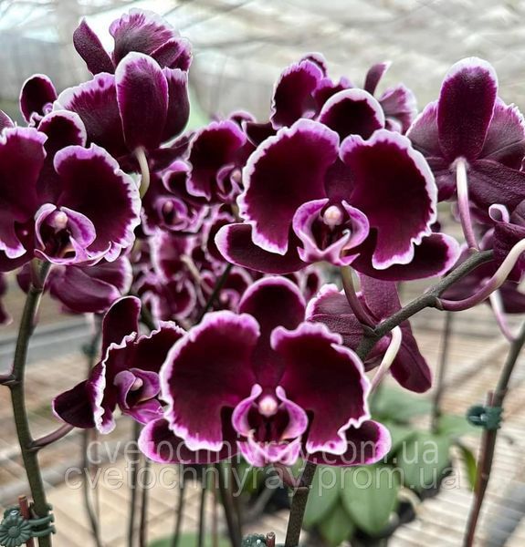 Орхідея Phal. Summer Breath (Саммер Бріз) &mdash; підліток 1,7", квітка 8 см КВІТЕНЬ 5021 фото