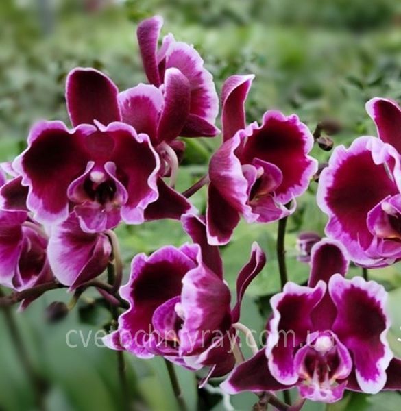 Орхідея Phal. Summer Breath (Саммер Бріз) &mdash; підліток 1,7", квітка 8 см КВІТЕНЬ 5021 фото