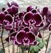 Орхідея Phal. Summer Breath (Саммер Бріз) &mdash; підліток 1,7", квітка 8 см КВІТЕНЬ 5021 фото 4
