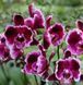 Орхідея Phal. Summer Breath (Саммер Бріз) &mdash; підліток 1,7", квітка 8 см КВІТЕНЬ 5021 фото 2