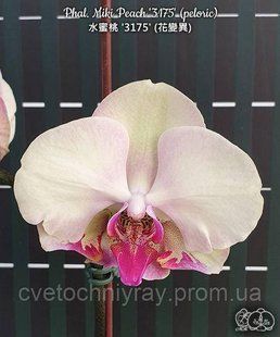Орхідея Phal. Miki Peach '3175' (peloric), підліток 2,5, квіти 8 см БЕРЕЗЕНЬ В47 фото