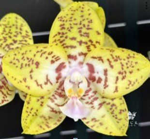 Орхідея  Phal. NCK 201 Lemon Leopard (наша назва) &mdash; підліток 2,5", квіти 7 см ВЕРЕСЕНЬ 75201 фото