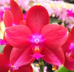 Орхідея Phal. Profar Mars (Профар Марс) &mdash; підліток 1,7", квітка 5,5 см, ароматна 6180 фото