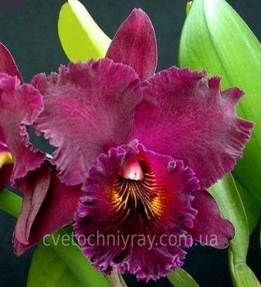 Орхідея Rth. Chialin Black Flower (Чіалін Блек Флауер) &mdash; підліток 2,5", ароматна, квіти 16 см ЧЕРВЕНЬ В31 фото