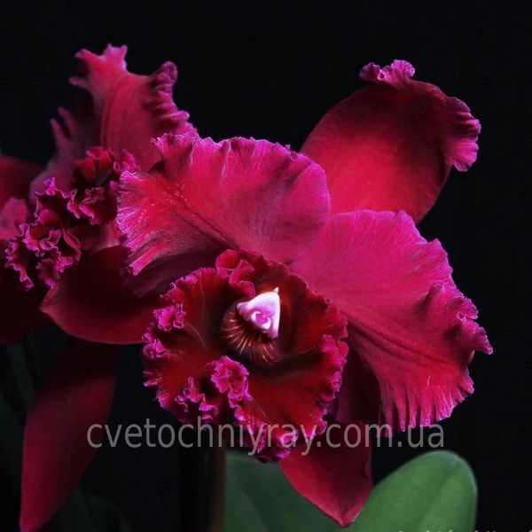 Орхідея Rth. Chialin Black Flower (Чіалін Блек Флауер) &mdash; підліток 2,5", ароматна, квіти 16 см ЧЕРВЕНЬ В31 фото