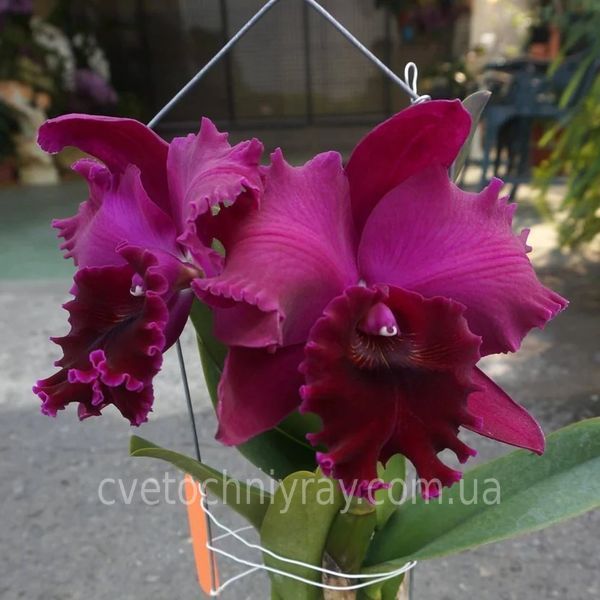 Орхідея Rth. Chialin Black Flower (Чіалін Блек Флауер) &mdash; підліток 2,5", ароматна, квіти 16 см ЧЕРВЕНЬ В31 фото