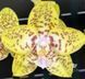 Орхідея  Phal. NCK 201 Lemon Leopard (наша назва) &mdash; підліток 2,5", квіти 7 см ВЕРЕСЕНЬ 75201 фото 2