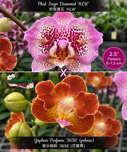 Орхідея Phal. Sogo Diamond 'HLW' &times; Yaphon Perfume '3656' (пелорик) &mdash; підліток 2,5", квіти 6&ndash;7,5 см, ароматна ЖОВТЕНЬ В5 фото