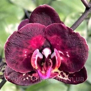 Орхідея Phal. Black Gold (Блек Голд) &mdash; підліток 1,7", квітка 7&ndash;8 см КВІТЕНЬ 5858 фото