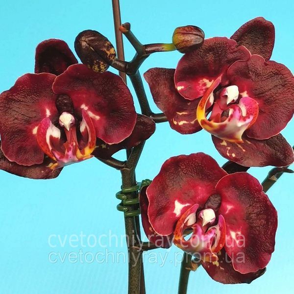 Орхідея Phal. Black Gold (Блек Голд) &mdash; підліток 1,7", квітка 7&ndash;8 см КВІТЕНЬ 5858 фото