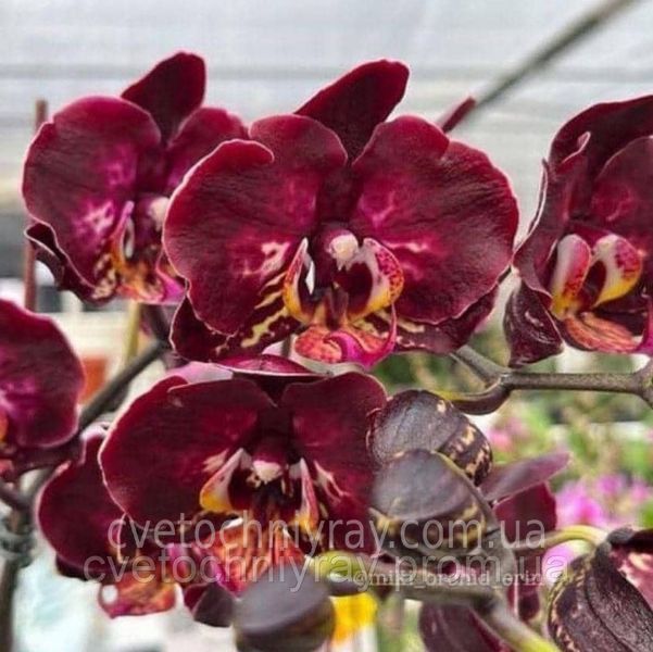 Орхідея Phal. Black Gold (Блек Голд) &mdash; підліток 1,7", квітка 7&ndash;8 см КВІТЕНЬ 5858 фото