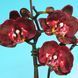 Орхідея Phal. Black Gold (Блек Голд) &mdash; підліток 1,7", квітка 7&ndash;8 см КВІТЕНЬ 5858 фото 6