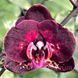 Орхідея Phal. Black Gold (Блек Голд) &mdash; підліток 1,7", квітка 7&ndash;8 см КВІТЕНЬ 5858 фото 1