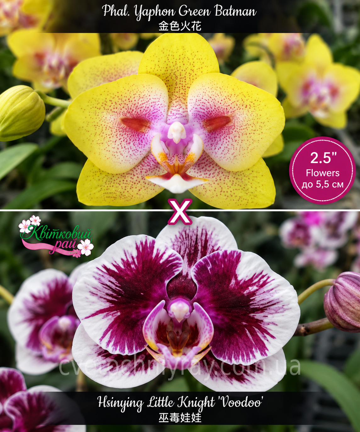 Орхідея Phal. Yaphon Green Batman × Hsinying Little Knight 'Voodoo