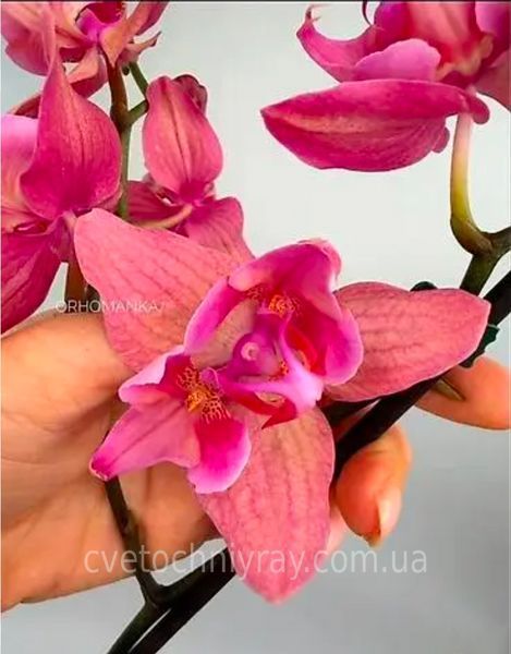 Орхідея Phal. Fire Phoenix peloric (Фаєр Фенікс пелорик) &mdash; підліток 1,7" КВІТЕНЬ 5408 фото