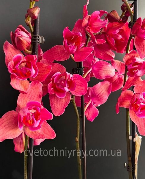 Орхідея Phal. Fire Phoenix peloric (Фаєр Фенікс пелорик) &mdash; підліток 1,7" КВІТЕНЬ 5408 фото