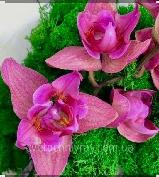 Орхідея Phal. Fire Phoenix peloric (Фаєр Фенікс пелорик) &mdash; підліток 1,7" КВІТЕНЬ 5408 фото