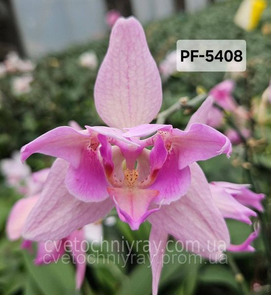 Орхідея Phal. Fire Phoenix peloric (Фаєр Фенікс пелорик) &mdash; підліток 1,7" КВІТЕНЬ 5408 фото