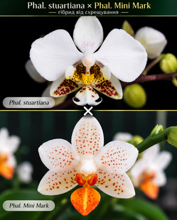 Орхідея Phal. stuartiana &times; Phal. Mini Mark (Стюартіана &times; Міні Марк) &mdash; підліток 1,7" ВЕРЕСЕНЬ 75277 фото