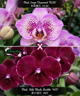 Орхідея Phal. Sogo Diamond 'HLW' &times; Miki Black Marble '469' (Сого Даймонд &times; Мікі Блек Марбл) &mdash; підліток 2,5", квіти 6&ndash;7,5 см ЖОВТЕНЬ В6 фото