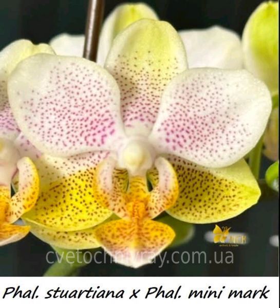 Орхідея Phal. stuartiana &times; Phal. Mini Mark (Стюартіана &times; Міні Марк) &mdash; підліток 1,7" ВЕРЕСЕНЬ 75277 фото
