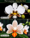 Орхідея Phal. stuartiana &times; Phal. Mini Mark (Стюартіана &times; Міні Марк) &mdash; підліток 1,7" ВЕРЕСЕНЬ 75277 фото 1