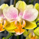 Орхідея Phal. stuartiana &times; Phal. Mini Mark (Стюартіана &times; Міні Марк) &mdash; підліток 1,7" ВЕРЕСЕНЬ 75277 фото 4