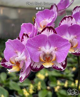 Орхідея Phal. Black Batman (Блек Бетмен) &mdash; підліток 2,5" ЧЕРВЕНЬ А2 фото