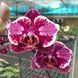 Орхідея Phal. OX Burgundy (peloric) &mdash; підліток 2,5" квіти 8,5 см (фаленопсис Бургунді) БЕРЕЗЕНЬ В39 фото 5