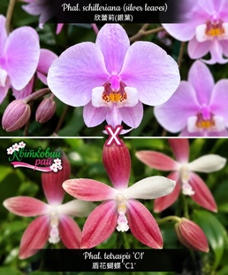 Орхідея Phal. schilleriana (silver leaves) &times; tetraspis 'C1' &mdash; підліток 2,5", квіти до 5,5 см, срібне листя ЖОВТЕНЬ В7 фото