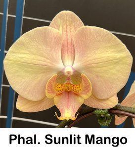 Орхідея Phal. Sunlit Mango (Санліт Манго) &mdash; підліток 2,5", квіти 10,5 см ВЕРЕСЕНЬ 2054 фото