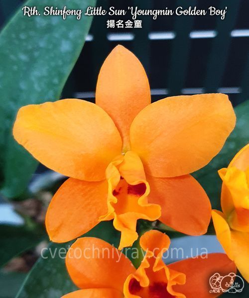 Орхідея Rth. Shinfong Little Sun 'Youngmin Golden Boy' (Голден Бой) &mdash; підліток 2,5", квіти 6,5 см ЧЕРВЕНЬ В35 фото