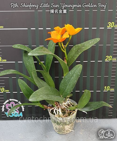 Орхідея Rth. Shinfong Little Sun 'Youngmin Golden Boy' (Голден Бой) &mdash; підліток 2,5", квіти 6,5 см ЧЕРВЕНЬ В35 фото