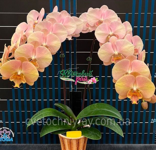 Орхідея Phal. Sunlit Mango (Санліт Манго) &mdash; підліток 2,5", квіти 10,5 см ВЕРЕСЕНЬ 2054 фото