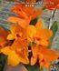 Орхідея Rth. Shinfong Little Sun 'Youngmin Golden Boy' (Голден Бой) &mdash; підліток 2,5", квіти 6,5 см ЧЕРВЕНЬ В35 фото 1