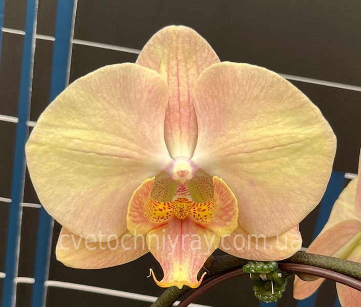 Орхідея Phal. Sunlit Mango (Санліт Манго) &mdash; підліток 2,5", квіти 10,5 см ВЕРЕСЕНЬ 2054 фото