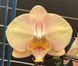 Орхідея Phal. Sunlit Mango (Санліт Манго) &mdash; підліток 2,5", квіти 10,5 см ВЕРЕСЕНЬ 2054 фото 3